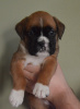 Tiki x Ojabun puppy " Key Largo"